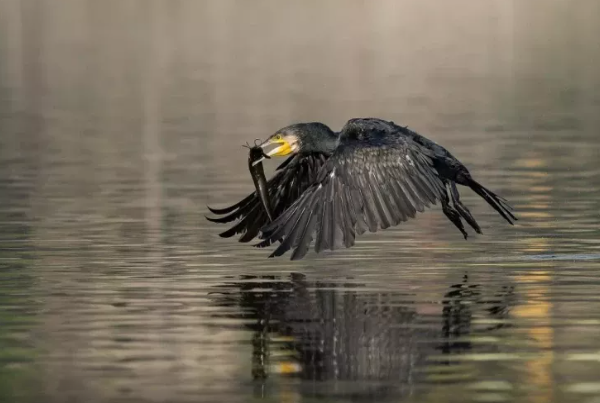 "Qara Ölüm" - Niyə insanlar bu quşun cəhənnəmdən gəldiyini düşünürlər?
