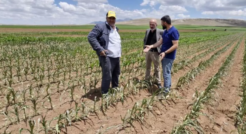 Qarğıdalı tarlasına dronlarla hücum edilib
