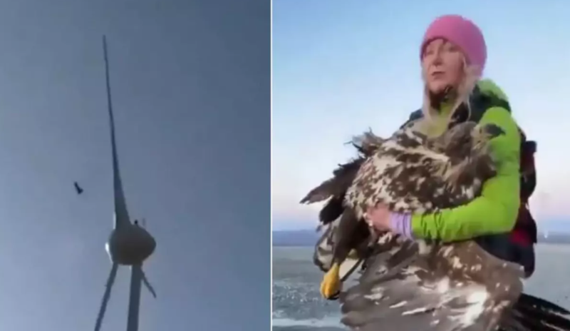 Qartal külək turbininə çırpılaraq ölüb