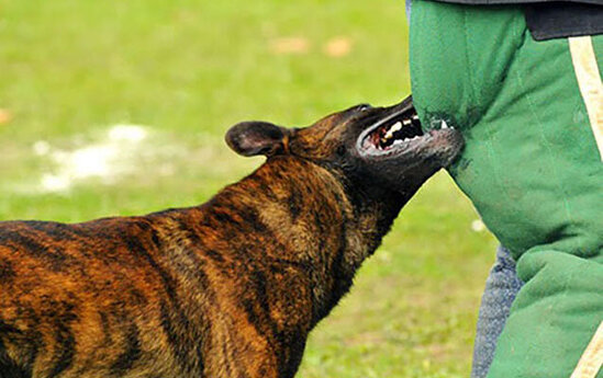 10 yaşlı qızı it dişlədi