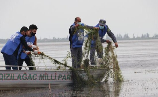 Qızılağacda elektrik cərəyanı ilə ov edən şəxs tutuldu