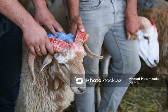 "Fata"lı, qırmızı kəpənəkli qoyunlar: Qurban bayramı öncəsi hazırlıqlar - FOTO