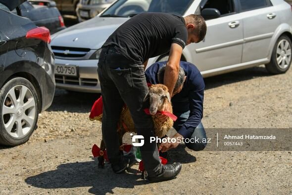 "Fata"lı, qırmızı kəpənəkli qoyunlar: Qurban bayramı öncəsi hazırlıqlar - FOTO
