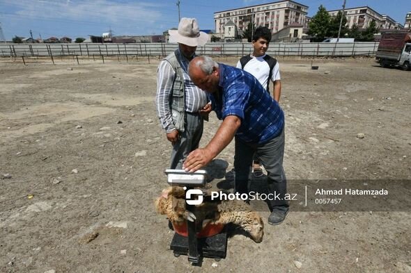 "Fata"lı, qırmızı kəpənəkli qoyunlar: Qurban bayramı öncəsi hazırlıqlar - FOTO