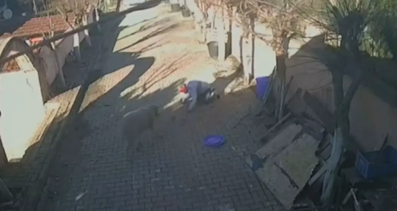 Qoç sahibinə hücum etdi: kişi ağır xəsarət aldı - VİDEO