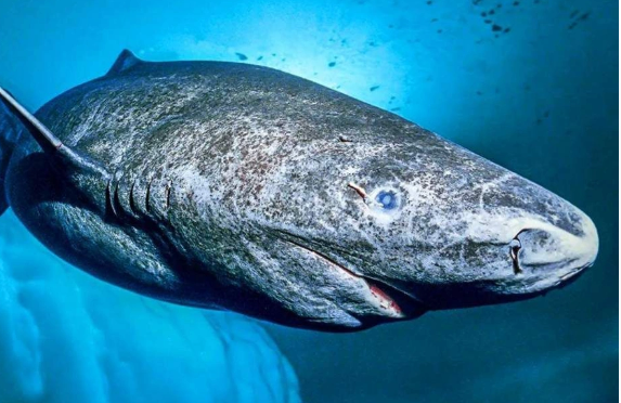 Qrenlandiya köpəkbalıqları qocalmaya meydan oxuyurlar: Rekord uzunömürlülüyün sirri