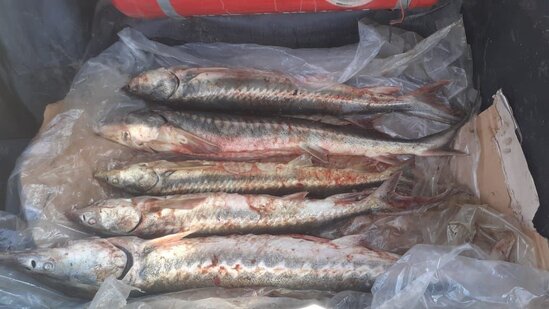 Nərə balığını satan şəxs cəzalandırıldı