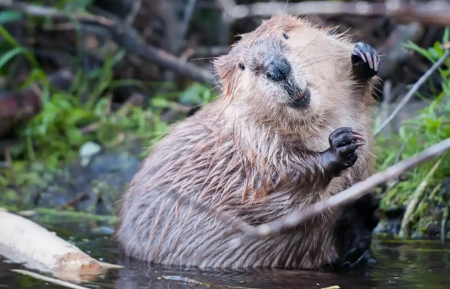 Slovakiyada qunduz bütöv bir regionda problem yaratdı: Hökumət həll yolu fikirləşir