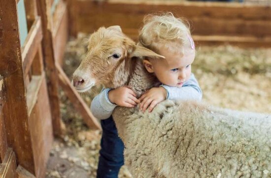 Qurbanlıq heyvanların satış və kəsim yerləri AÇIQLANDI - SİYAHI