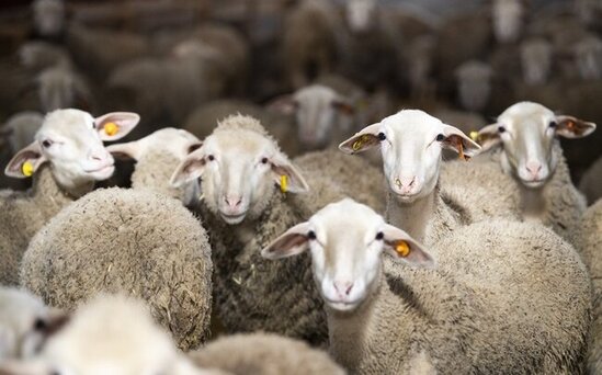 Bakıda və Abşeronda Qurban bayramı yarmarkası keçiriləcək