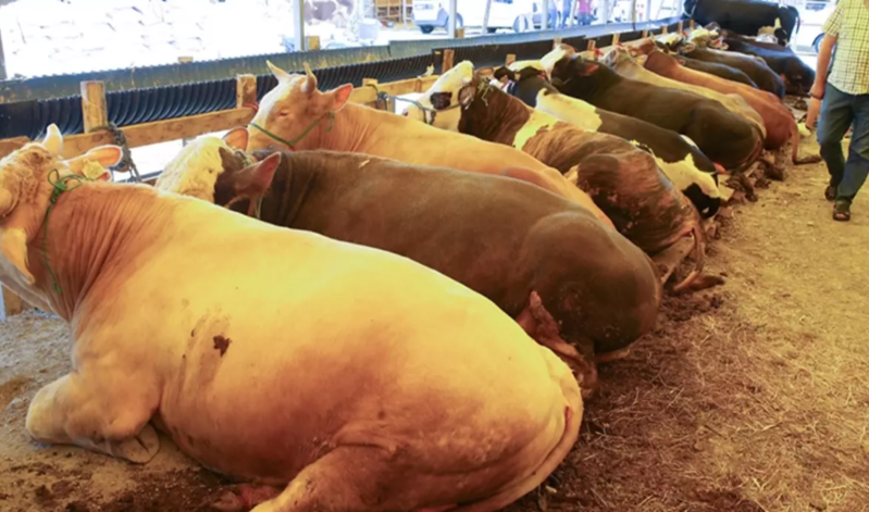 Qurbanlıq heyvanların satışı zamanı görün hansı fırıldaqçılığa əl atdılar