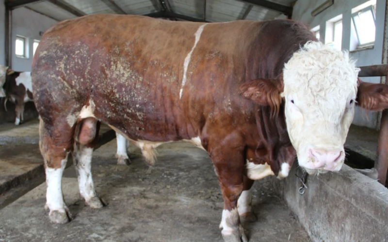 Bu qurbanlıq heyvan 16 740 manata satılır