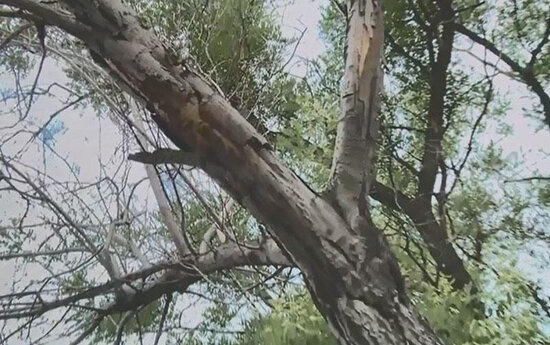 Tovuzda ağac aşdı - 3 yaşlı uşaq və yeniyetmə öldü