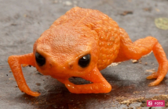 Yeni qurbağa növü Braziliya prezidentinin şərəfinə adlandırıldı