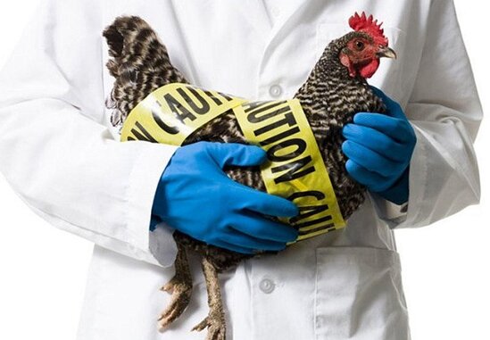 Çində quş qripinə yoluxma halı qeydə alınıb