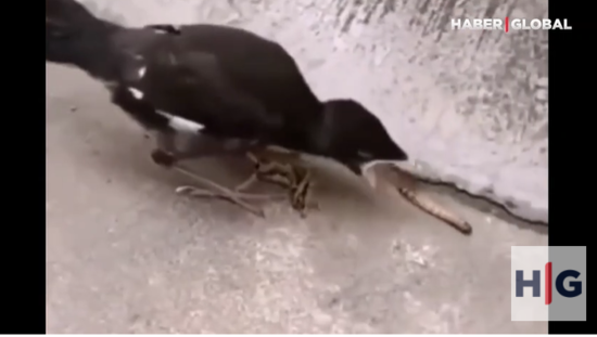 Quş ovunun ayağına gəlməsini səbrlə gözlədi - VİDEO