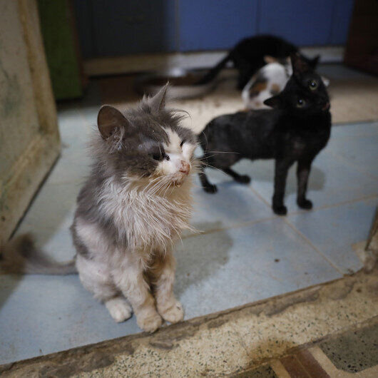 "Hər yerdən cəsədləri yığırıq": Böyükadada "pişik koronavirusu" yayılıb - FOTO