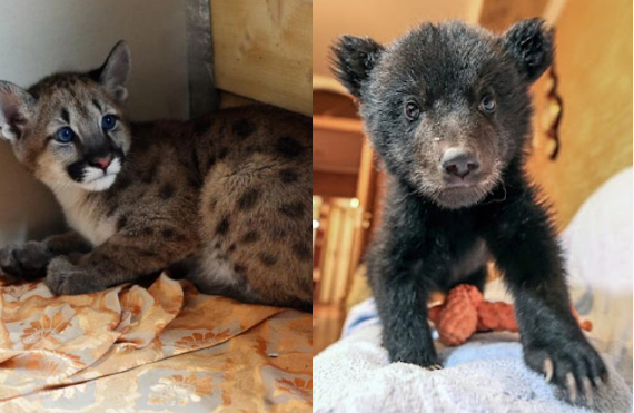 Rusiyada ev heyvanlarının saxlanması ilə bağlı qərar: 121 növə qadağa qoyuldu