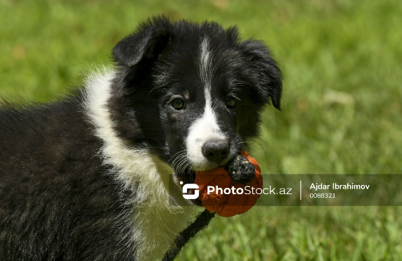 Rusiyalı həkim ev heyvanlarından insana keçən xəstəlikləri sadalayıb