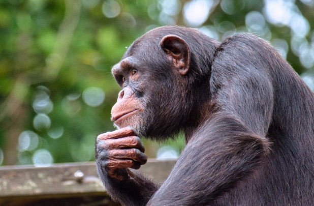 Şimpanzelərin yeni bacarığı alimləri heyrətə gətirdi