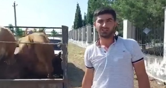 Dövlət Məşğulluq Agentliyi sahibkara xəstə heyvan verib-VİDEO