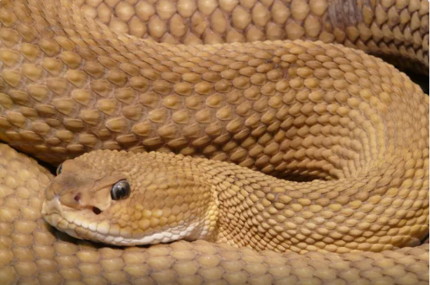 Yuxuda sarı ilan görmək nə deməkdir?