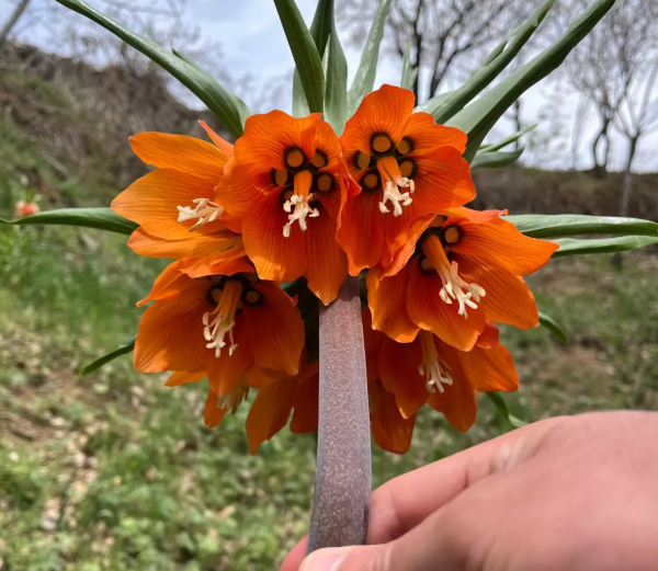 Bu gülü zədələmək və ya qoparmaq 244 min cərimə ilə nəticələnə bilər