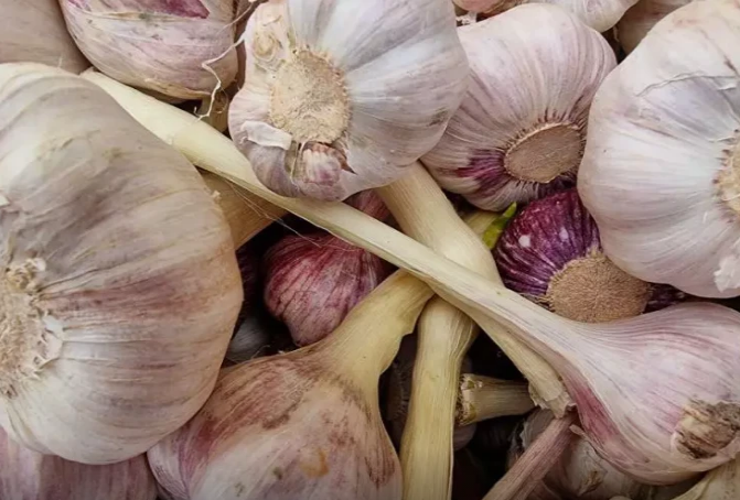 Bir çox evdar qadınların otaq güllərinin dibinə sarımsaq qoymasının SƏBƏBİ