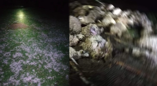 103 qoyun qorxudan bir-birini əzərək öldülər