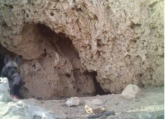 Fotoqraf nəsli kəsilməkdə olan qorxunc yırtıcının fotolarını çəkdi