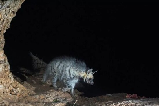 Fotoqraf nəsli kəsilməkdə olan qorxunc yırtıcının fotolarını çəkdi