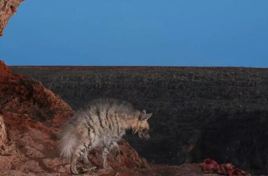 Fotoqraf nəsli kəsilməkdə olan qorxunc yırtıcının fotolarını çəkdi