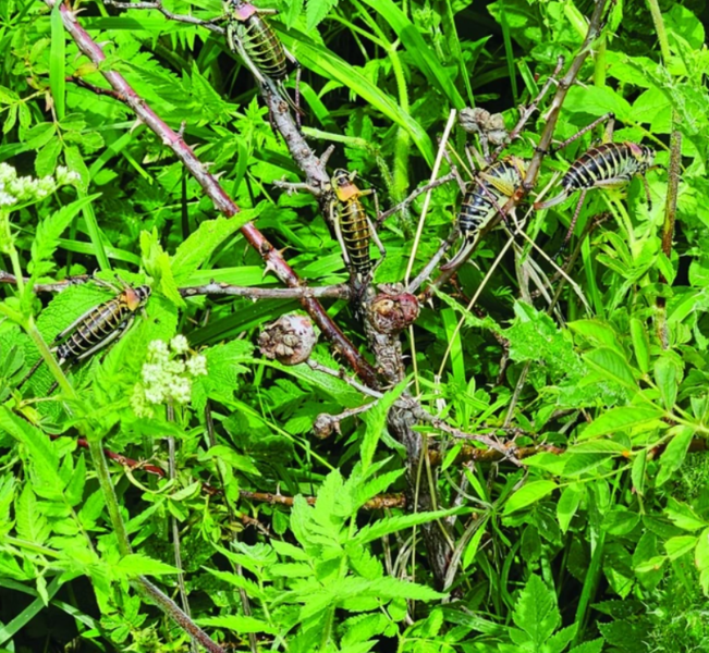 Əkin sahələrimizə çəyirtkə hücumu təhlükəsi varmı? - RƏSMİ AÇIQLAMA