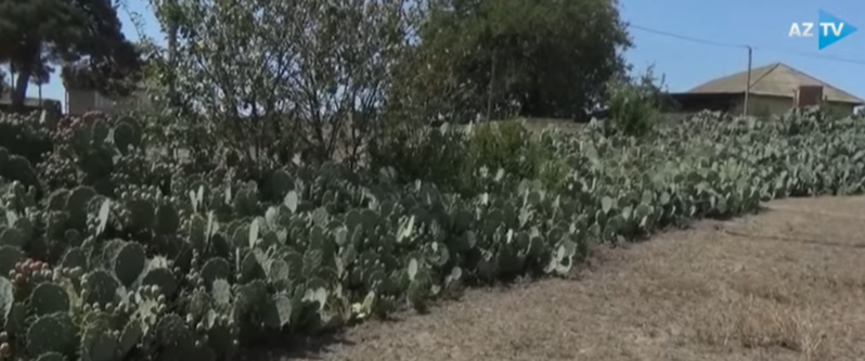 Bu kənddə meyvə verən KAKTUS YETİŞDİRİLİR: Şəkər və şiş xəstəliklərinin DƏRMANIDIR - VİDEO