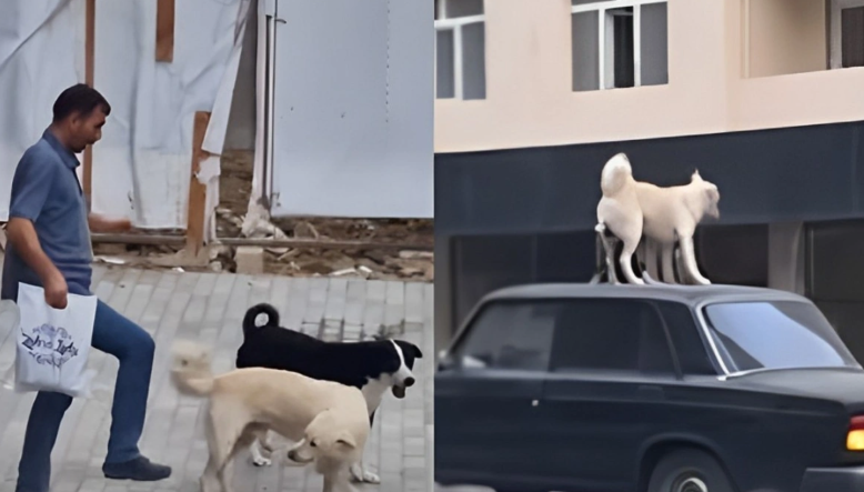 Xırdalanda qorxunc mənzərə: Sahibsiz itlərin sakinlərə hücumu