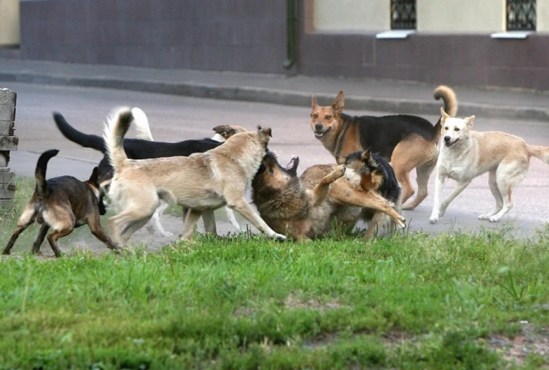 Azərbaycanda DƏHŞƏT: 84 yaşlı qadını itlər PARÇALADI