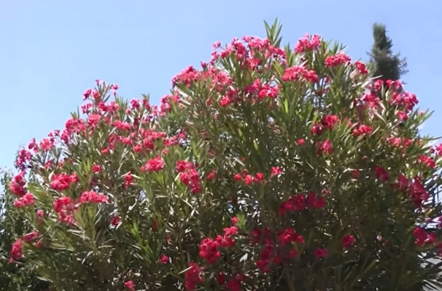 Bakıda əkilən gül zəhərlidir?