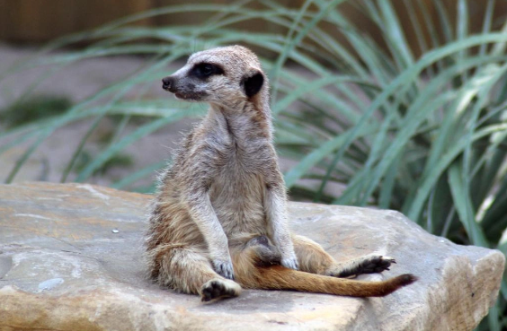 Alimləri heyrətə gətirən ixtira: Məməlilərin fəaliyyətini idarə edən sistem aşkarlanıb
