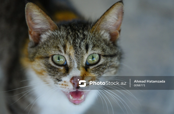 Yeni Zelandiyada vəhşi pişiklər tamamilə məhv ediləcək