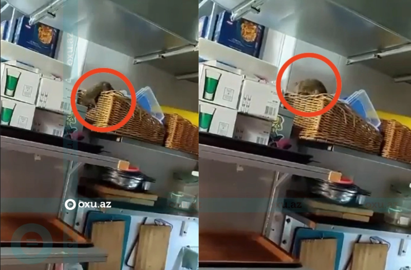 Bakıda mətbəxində siçovul gəzən restoranın fəaliyyəti dayandırıldı