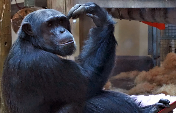 Şimpanzelər üzərində maraqlı təcrübə: Qədim insanlar niyə kristal toplayıblar?