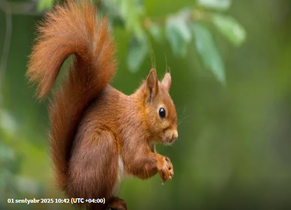 Yuxuda sincab görmək nə deməkdir?