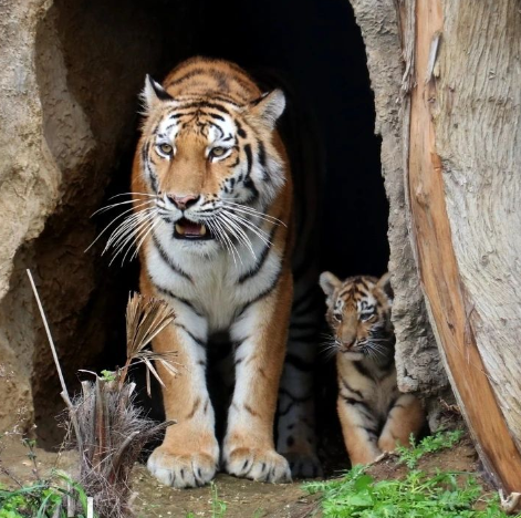 Bakı Zooparkında pələng balaları doğuldu - Adlarını siz qoyun