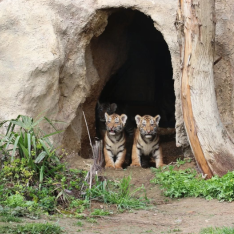 Bakı Zooparkında pələng balaları doğuldu - Adlarını siz qoyun