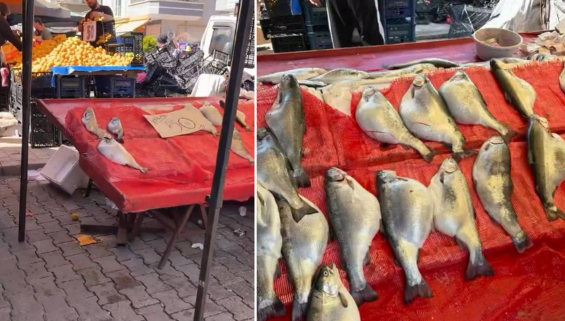 Bazarda ucuz satılan somon balıqları ilə bağlı xəbərdarlıq: Mütəxəssis diqqətli olmağa çağırdı - VİDEO