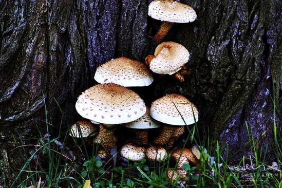 Göbələk yığarkən xəstəxanalıq oldu - VİDEO