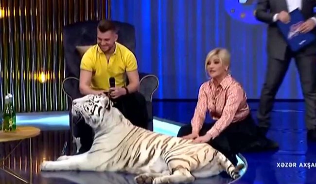 "Xəzər"in canlı efirinə pələng gətirildi