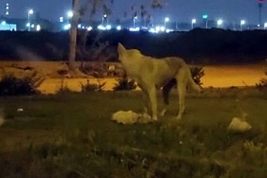 Misirdə it yolun ortasında qalan ölü pişiyi basdırdı - FOTO/VİDEO