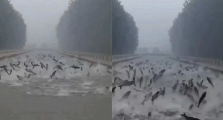 Çində yağışlar balıqları "uçmağa" məcbur etdi - VİDEO