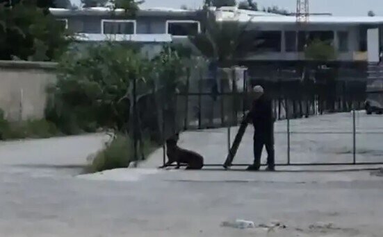 Sahibsiz iti taxta ilə döyən şəxs saxlanıldı - VİDEO